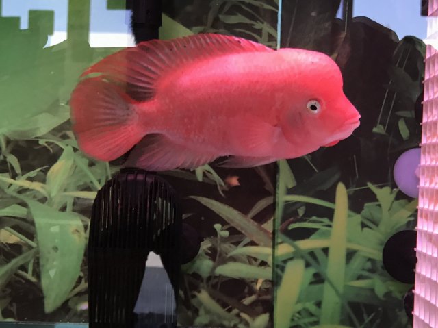 super red flowerhorn for sale