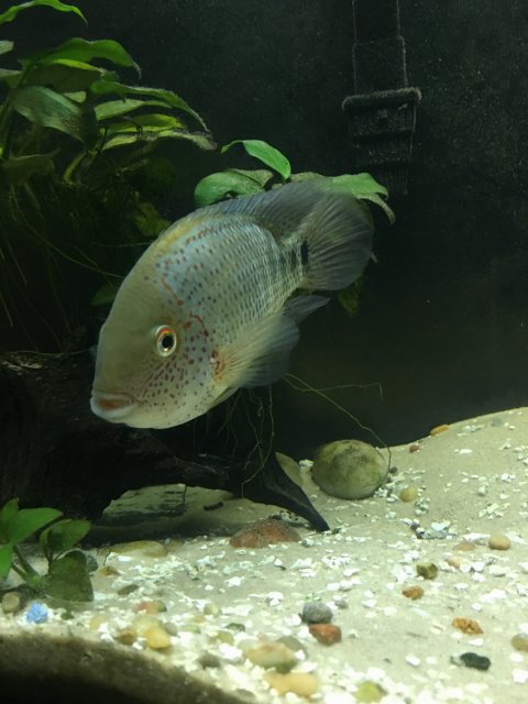 Herichtys Deppii | MonsterFishKeepers.com