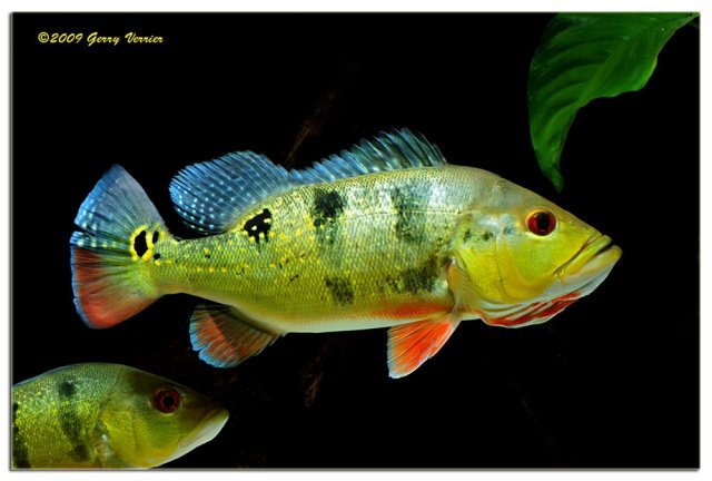 cichla-ocellaris-1-gerry-verrier.jpg