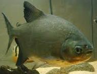 pacu.jpg