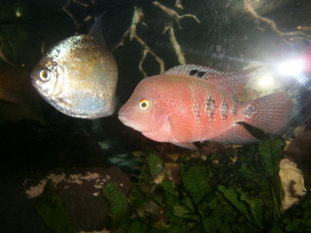 super red monkey flowerhorn female