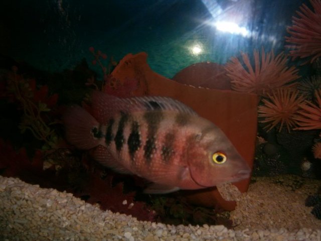 super red monkey flowerhorn female