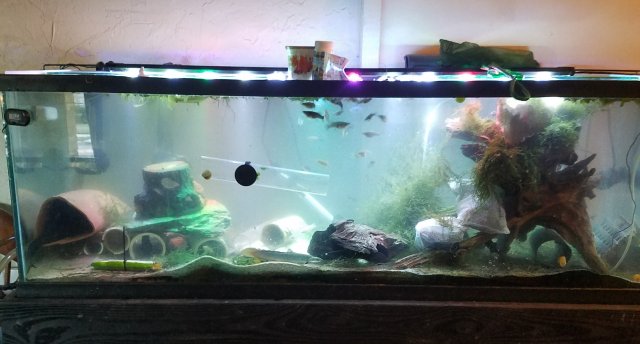 100 gallon new driftwood.jpg