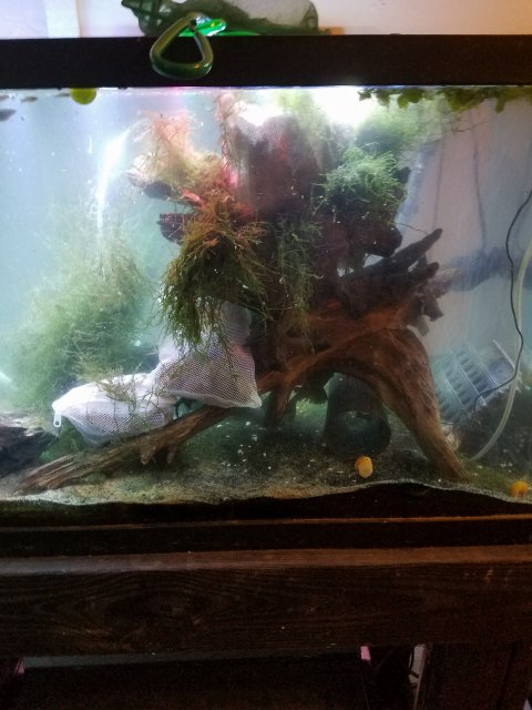 100 gallon new driftwood 2.jpg