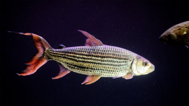 African Tiger Fish (Hydrocynus) ID and Care Guide 3.0