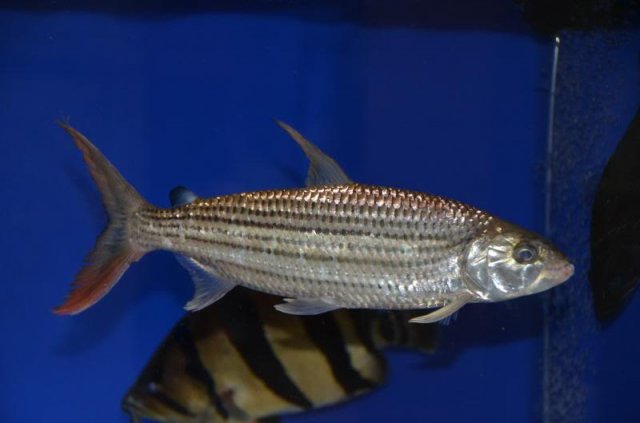 Vittatus African Tiger Fish (Hydrocynus vittatus) – Predatory Fins