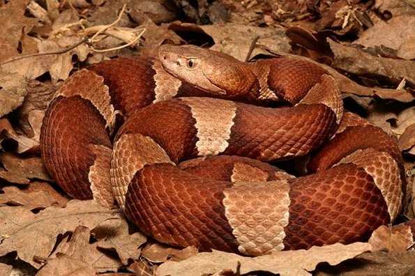 broad_banded_copperhead_on_leaf.jpg