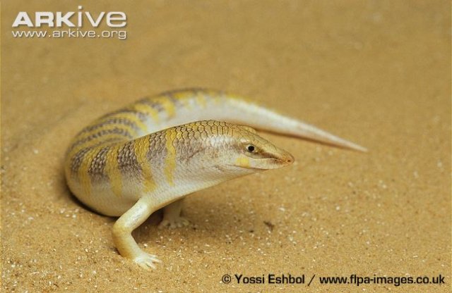 Common-sandfish-side-view.jpg