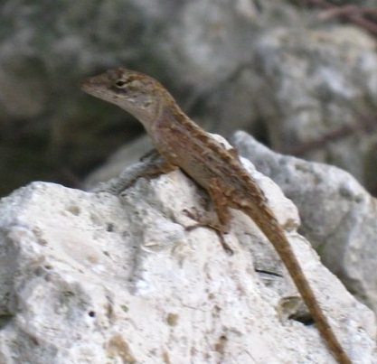 Bahaman-Anole.jpg