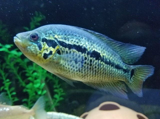 loiselle cichlid