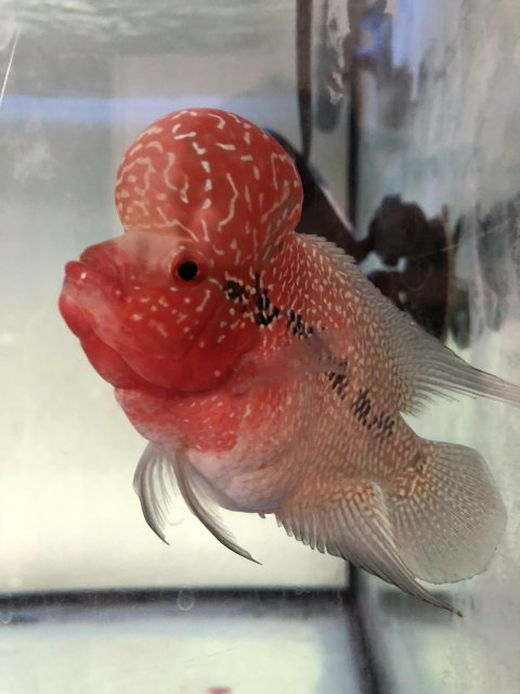 normal flowerhorn