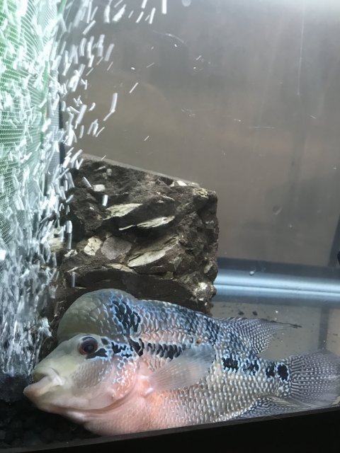 flowerhorn need oxygen