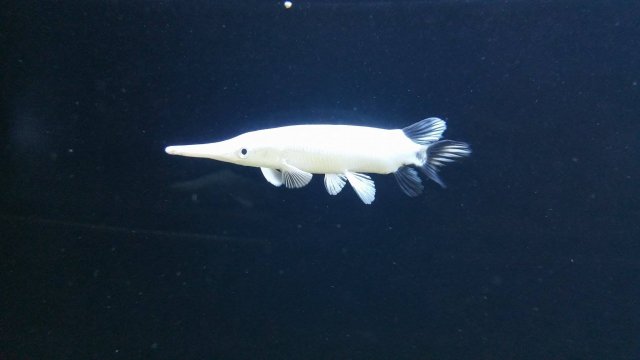 Platinum Tropical Gar2.jpg