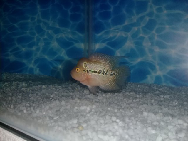 types of baby flowerhorn fish