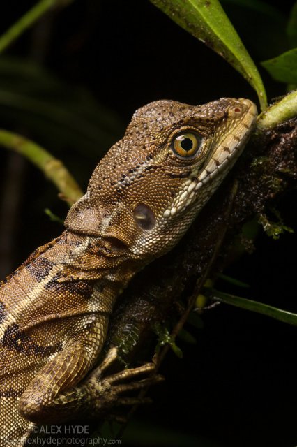 AH-Common-Basilisk-lizard-female-Basiliscus-basiliscus-4592.jpg