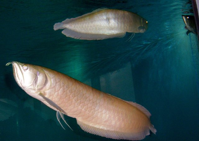 Arowana Feb 2015  1.JPG