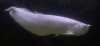 Snow_Arowana.jpg