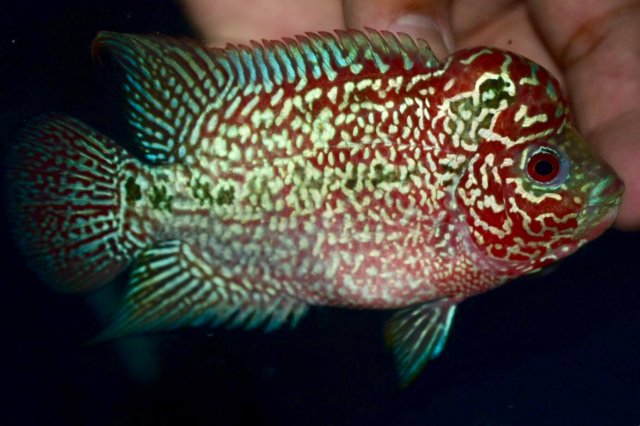 kamfamalau flowerhorn