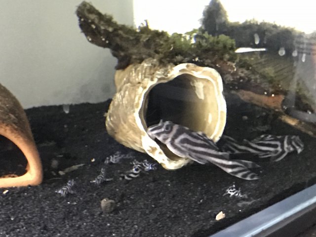 Wts F1 Zebra Pleco L46 For Sale Monsterfishkeepers Com