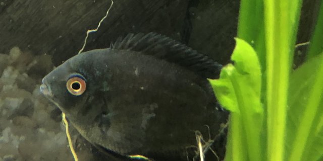 black severum