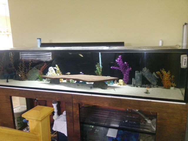 80 gallon fish tank