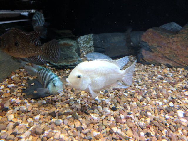 platinum convict cichlid