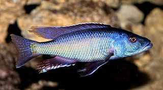 Champsochromis-spilorhynchus.jpg