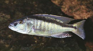 Champsochromis-spilorhynchus1.jpg