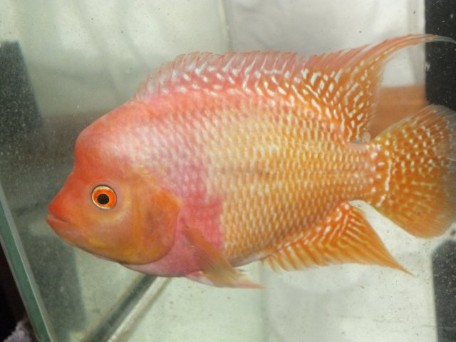 golden flame flowerhorn