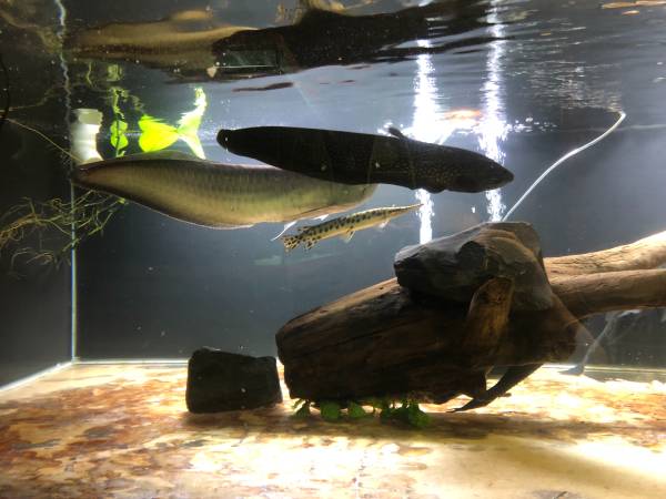 african knife fish