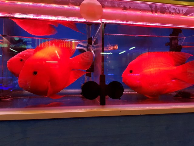 red mammon fish for sale