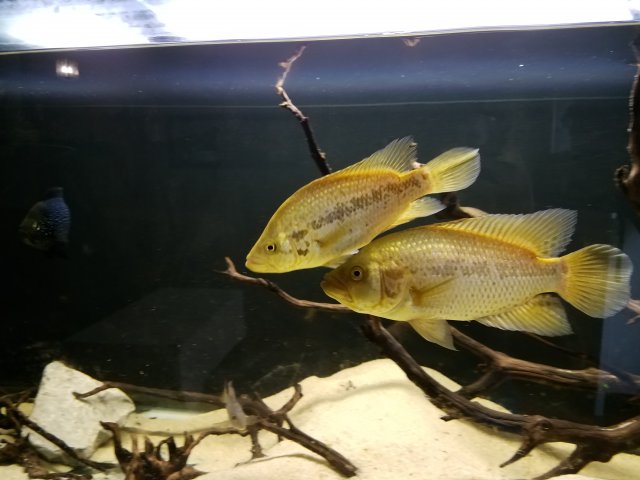 gold jaguar cichlid