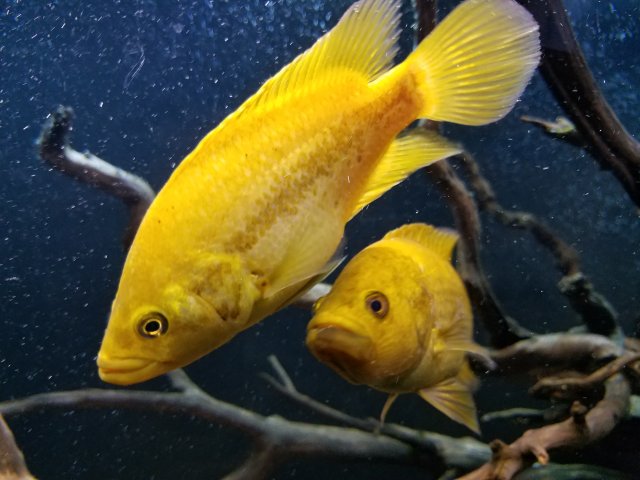 gold jaguar cichlid