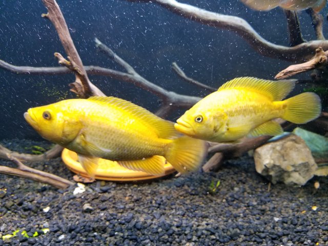 FS | Gold Jaguar Cichlid Breeding Pair | $275 | Coram NY | Pickup