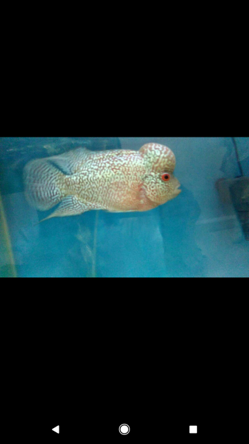 indo cencu flowerhorn