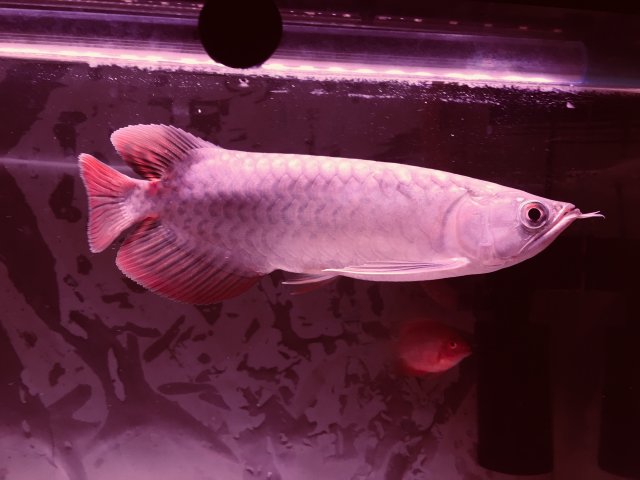 wc arowana