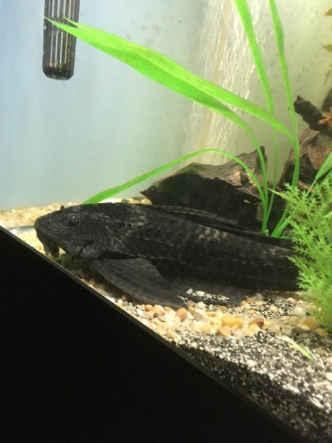 pleco1.jpg