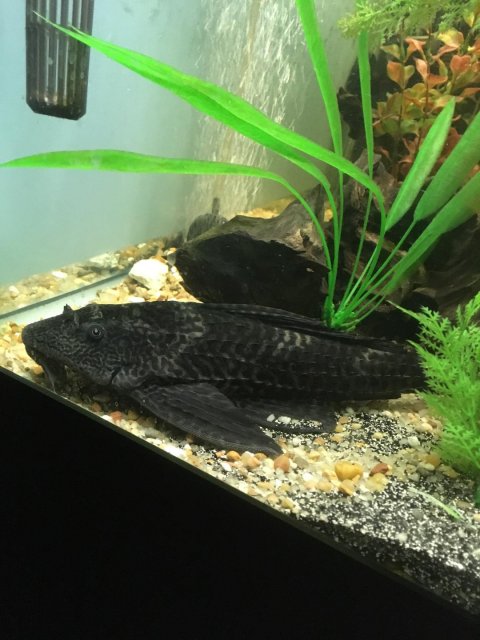 pleco2.jpg