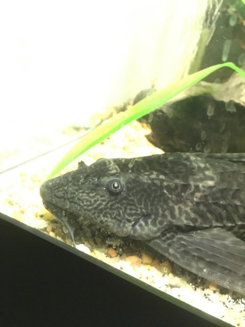 pleco3.jpg