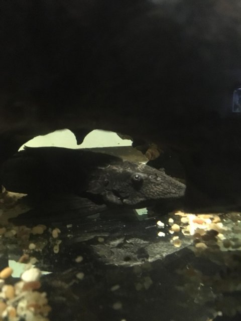 pleco4.jpg