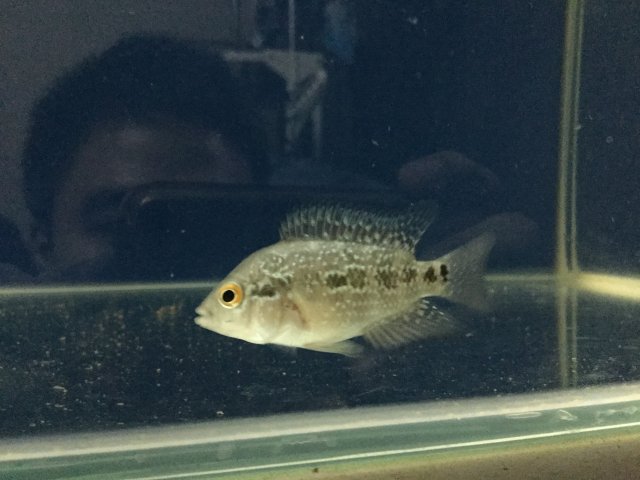 2 months flowerhorn