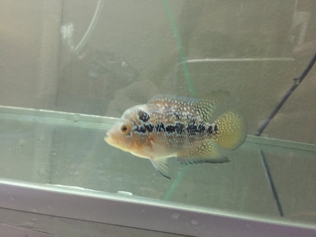 3 months old flowerhorn