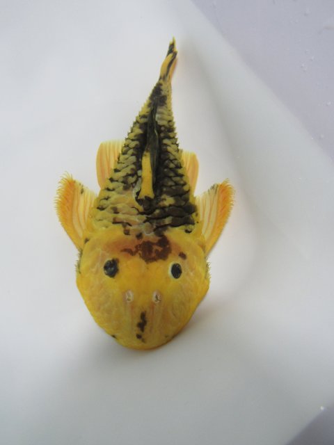 L56Y 6inch Rubber-Chubby Pleco1.jpg