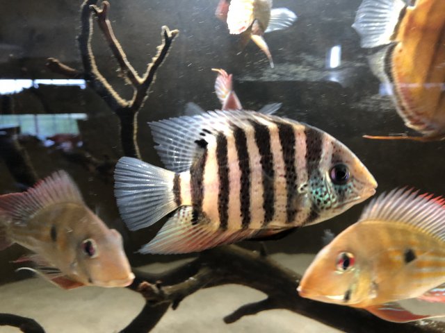 tiger severum