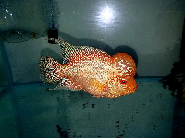 julie tran flowerhorn