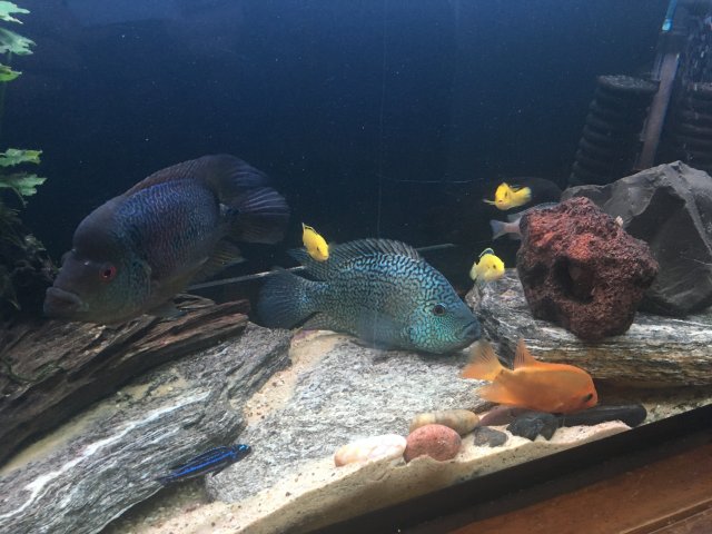 Texas Cichlid Staying At Bottom Of Tank Monsterfishkeepers Com