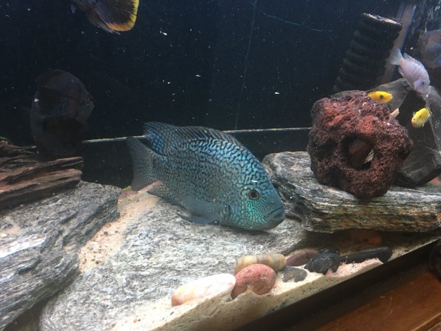 fish staying at bottom of tank