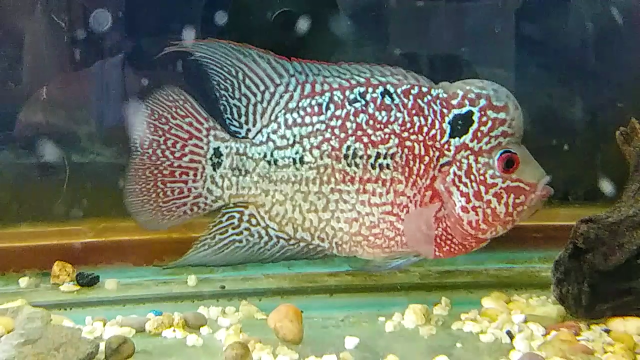 kamfamalau flowerhorn fish