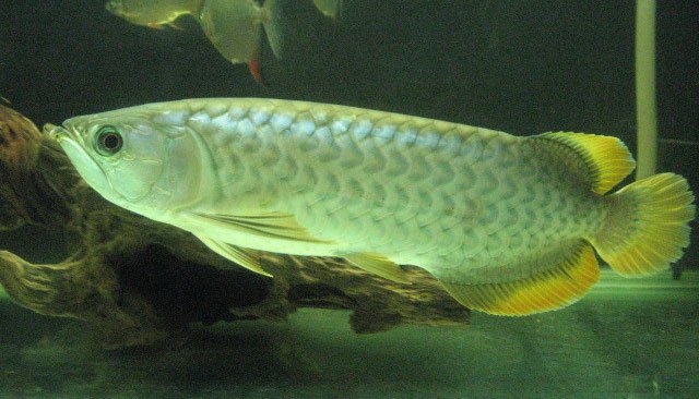 Banjar Red Arowana.jpg