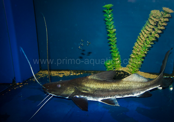 Brachie, vaillantii Primo Aquatics.jpg